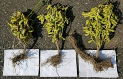 大豆の根量と収量比較