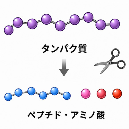 プロテアーゼによるタンパク質分解のイメージ