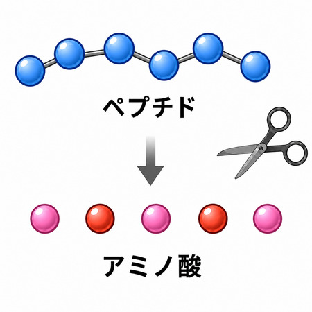 ペプチターゼによるペプチド分解のイメージ