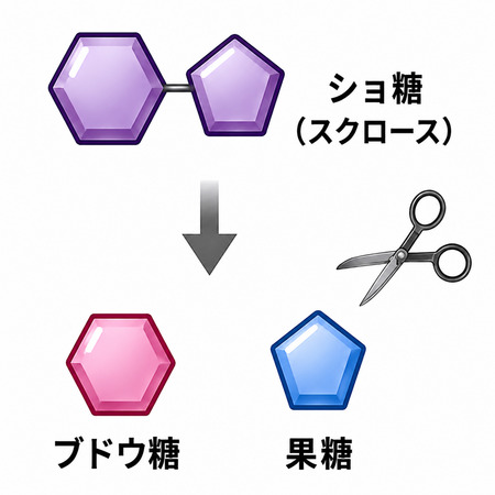インベルターゼによるショ糖分解のイメージ