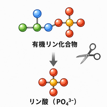酸性ホスファターゼによる有機リン化合物分解のイメージ